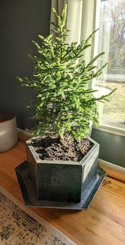 Half Barrel Corten Hexagon Planter