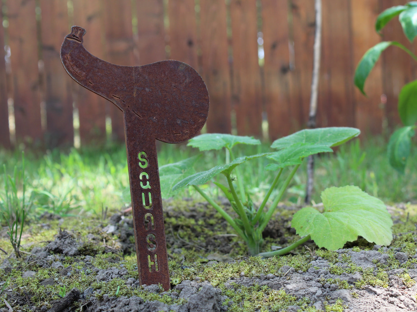 Squash Steel Garden Stake