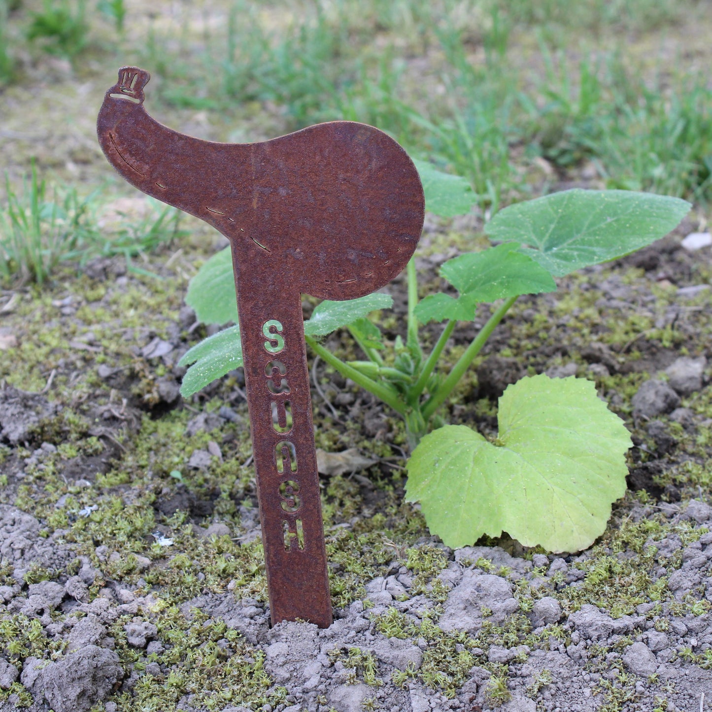 Squash Steel Garden Stake