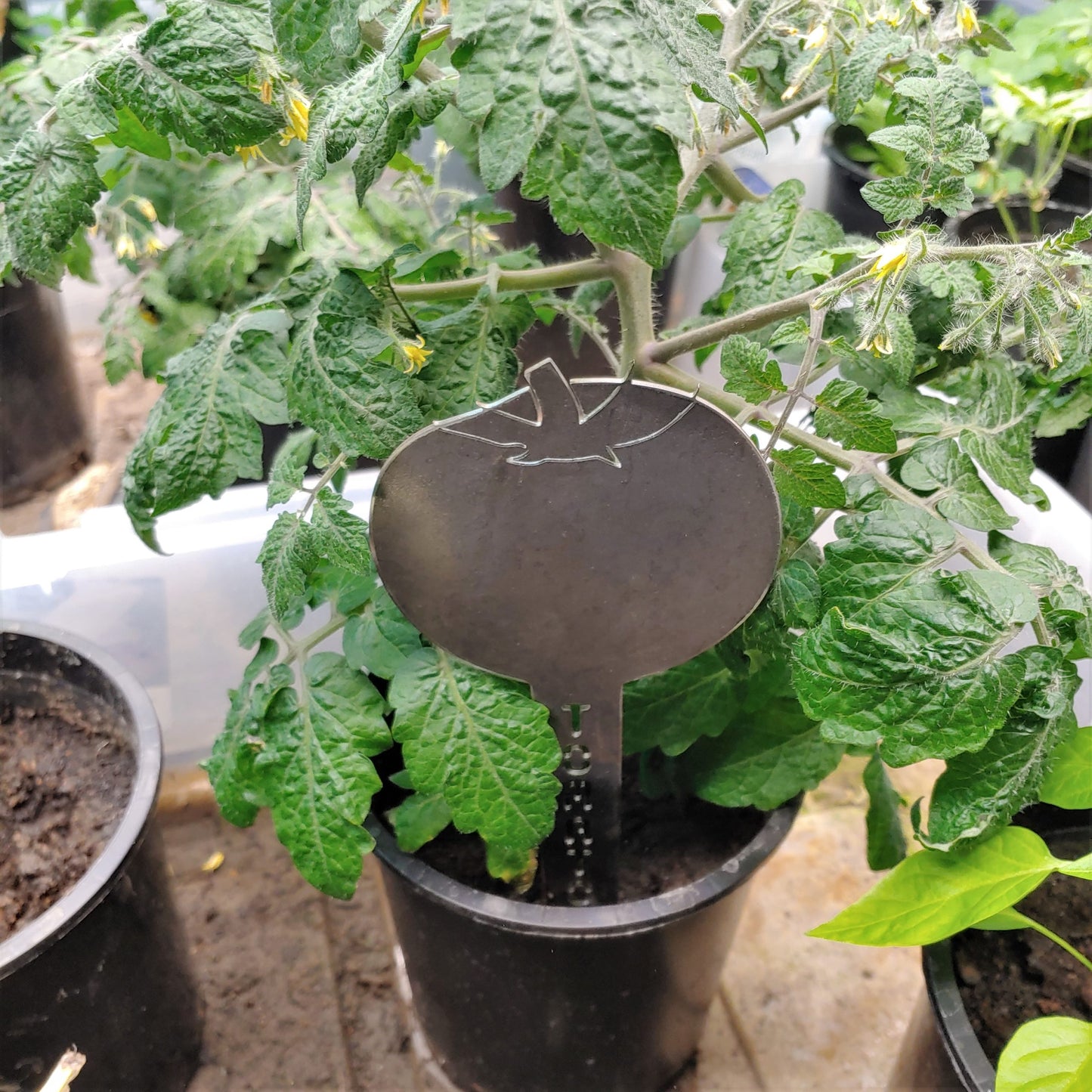 Tomato Steel Garden Stake