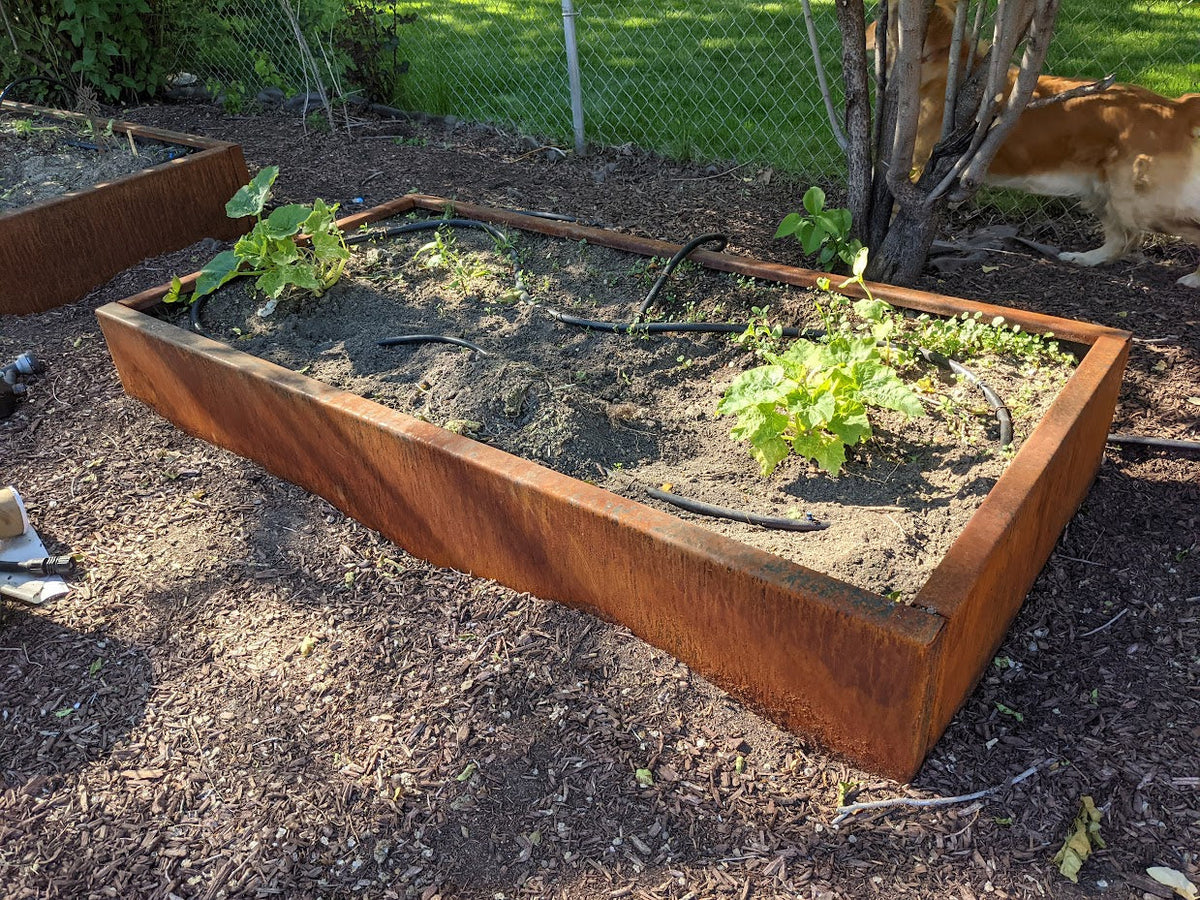 Rusted Corten steel raised bed planted with vegetables in a backyard garden
